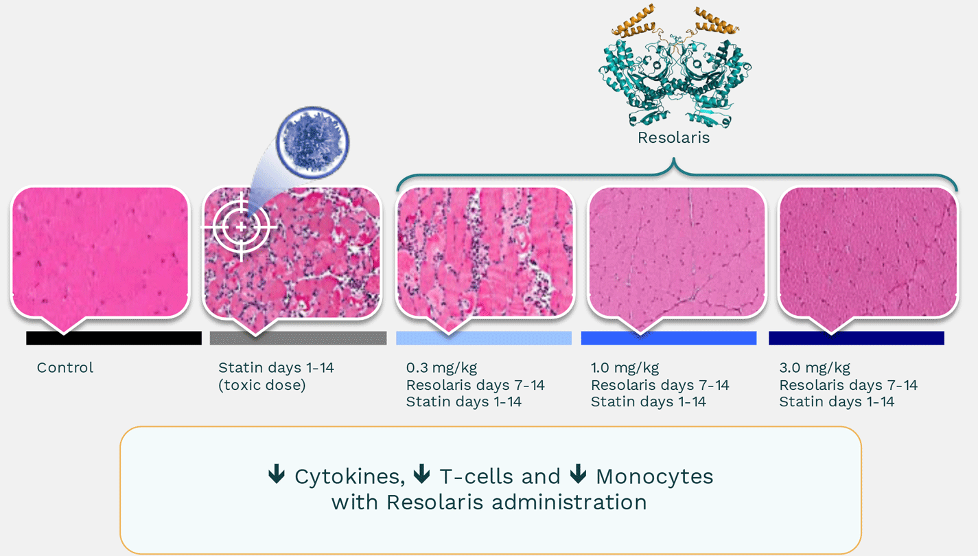 Treating immune cell invasion in skeletal muscle